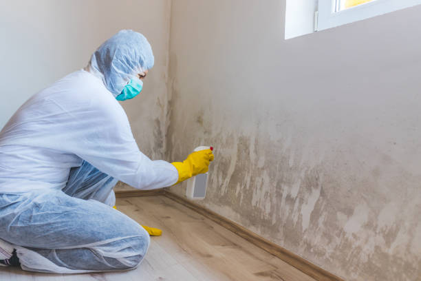 Licensed Basement Mold Remediation service in Hope Mills, NC - WQB Mold Removal