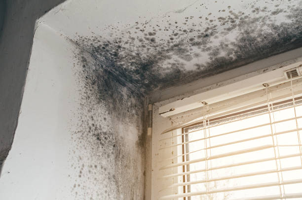 Affordable Basement Mold Remediation solutions in Hope Mills, NC